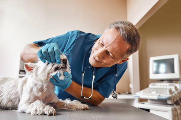 Best Emergency Tooth Extraction in Rosewood Heights, IL